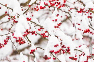 Karla kaplı parlak kırmızı kızılcık üzümleri