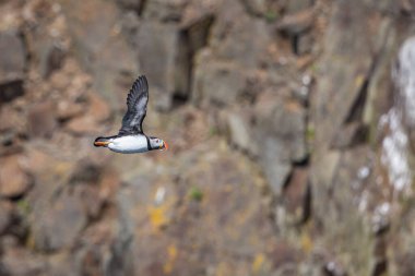 Uçan Martı Engebeli Uçurumun Üzerinde