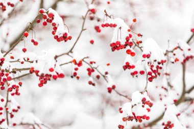 Kış fırtınasından sonra karla kaplı kırmızı meyveler.