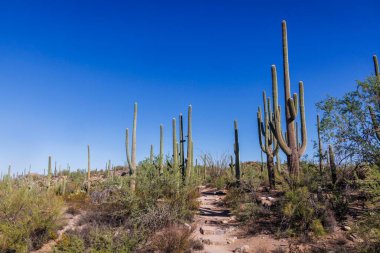 Arizona 'daki Saguaro Ulusal Parkı' nda bir yürüyüş manzarası.