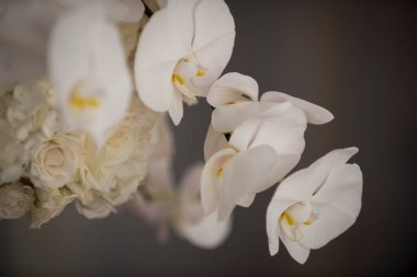 Beyaz Orkideler ve Güller Zarif Çiçek Yakından