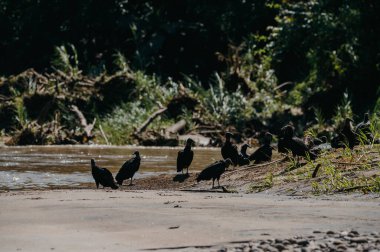 Black Vultures by Riverbank, Ro Pea Blanca, La Fortuna, Kosta Rika.
