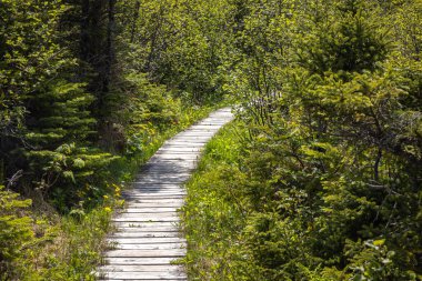 Sessiz Ormanın İçinden Ahşap Tahta Geçit