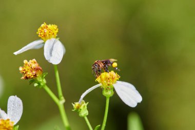 Çiçekten nektar saklayan bal arısına yakın plan