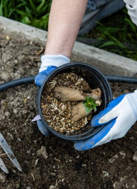 Eldivenli bahçıvan, saksıdan filizlenmiş yumruyu çıkarıyor.