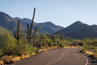 Tucson yakınlarındaki Saguaro Ulusal Parkı 'nda sabahın erken saatlerinde kaktüs manzarası.