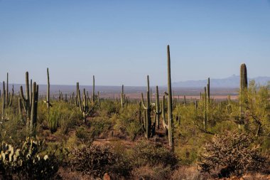 Tucson yakınlarındaki Saguaro Ulusal Parkı 'nda sabahın erken saatlerinde kaktüs manzarası.