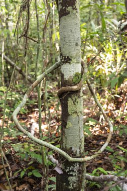 Asma ve yeşil Amazon yağmur ormanlarına güzel bir manzara, Amazonlar