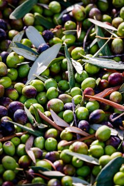 Zeytinlerin ve Yaprakların Hasattan Sonra Yakın Çekimi