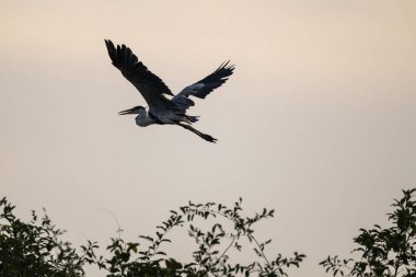 Yeşil Amazon yağmur ormanlarında uçan balıkçıllar, Anavilhanas