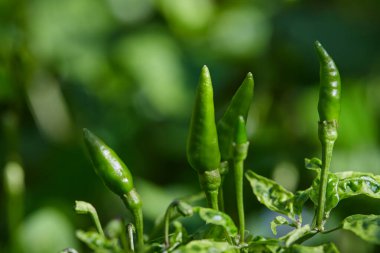 Bitkide Yeşil Tayland Chili Büyüyor