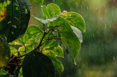 Tropikal Yağmur Yeşil Yapraklara Düşerken Yağmur Ormanı La Fortuna