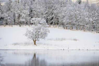 Orman ilk ışıklarla karlandı