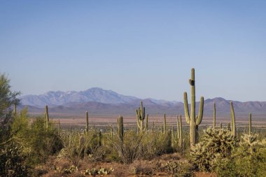 Tucson yakınlarındaki Saguaro Ulusal Parkı 'nda sabahın erken saatlerinde kaktüs manzarası.