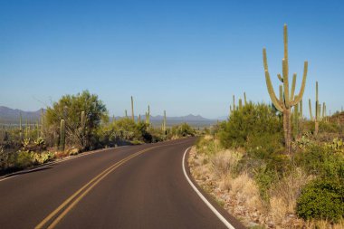 Tucson yakınlarındaki Saguaro Ulusal Parkı 'nda sabahın erken saatlerinde kaktüs manzarası.