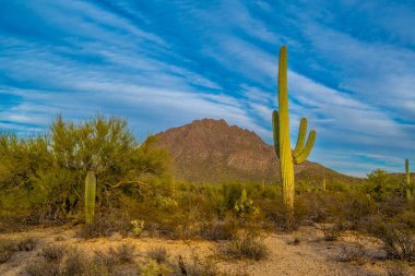 Tucson, Arizona 'da uzun ince bir Saguaro Kaktüsü