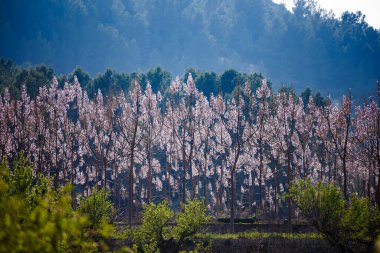 Paulownia Yetiştirme Alanı