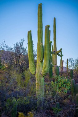 Tucson, Arizona 'da uzun ince bir Saguaro Kaktüsü