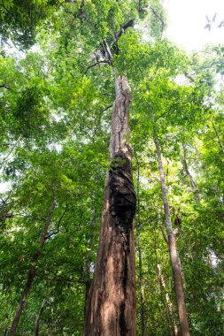 Anavilhanas 'taki Amazon yağmur ormanlarındaki ağaçtaki termit yuvası.