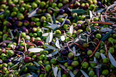 Sığ Zeytinlere ve Yapraklara Odaklan