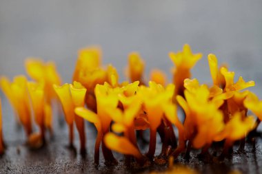 Ağaç gövdesinde büyüyen Dacryopinax spathularia 'nın yakın çekim görüntüsü