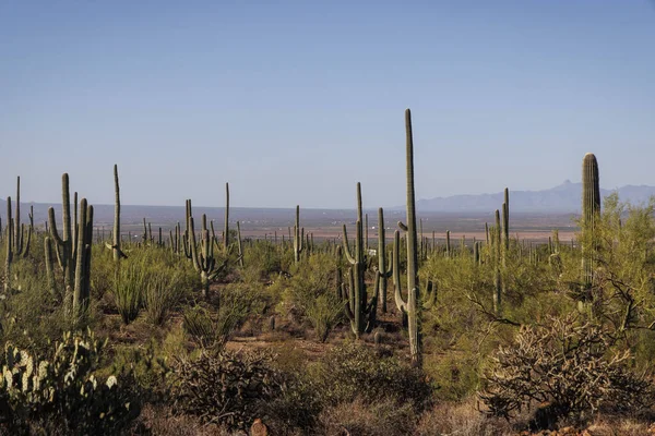 Tucson yakınlarındaki Saguaro Ulusal Parkı 'nda sabahın erken saatlerinde kaktüs manzarası.