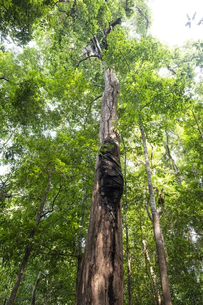 Anavilhanas 'taki Amazon yağmur ormanlarındaki ağaçtaki termit yuvası.
