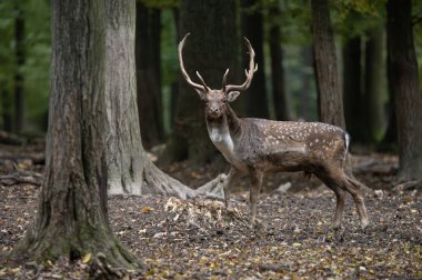 Dama dama ve yılın önemli bir dönemi