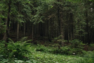 Yeşil çam ağaçları ormanı