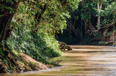 Lush Green Riverbank Pea Blanca Nehri boyunca, La Fortuna, Kosta Rika.