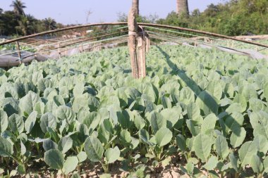 Karnabahar, çiftlikte hasat için filizleniyor.