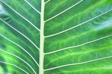 yeşil renkli taro ağacı çiftlikte