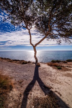 Yalnız Ağaç ve Güneş Denizde parlıyor