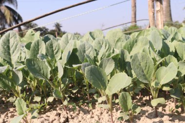 Karnabahar, çiftlikte hasat için filizleniyor.