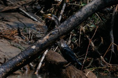 Neotropik Karabatak Avlama Balığı Nehir Kıyısı, La Fortuna, Kosta Rika