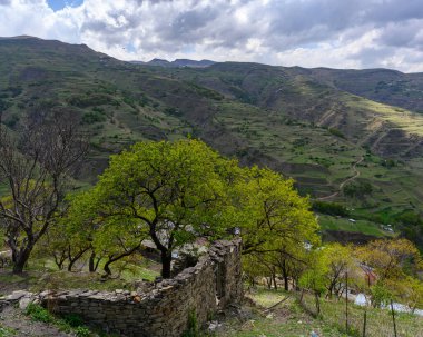 Yeşil ağaçlı bir dağ manzarası
