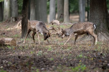Dama dama ve yılın önemli bir dönemi