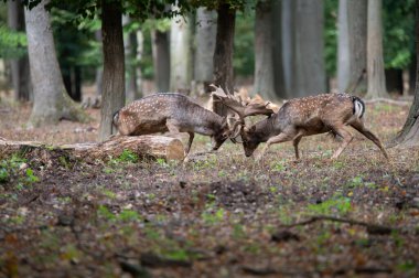 Dama dama ve yılın önemli bir dönemi