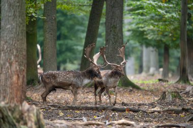 Dama dama ve yılın önemli bir dönemi