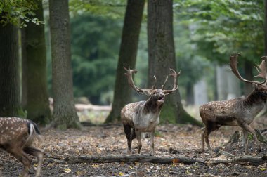 Dama dama ve yılın önemli bir dönemi