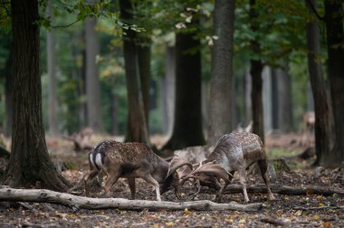 Dama dama ve yılın önemli bir dönemi