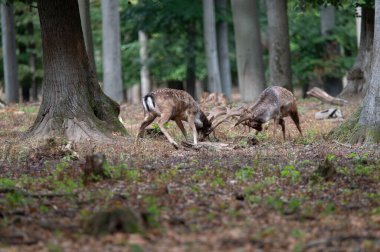 Dama dama ve yılın önemli bir dönemi