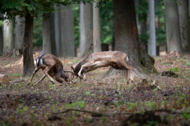 Dama dama ve yılın önemli bir dönemi