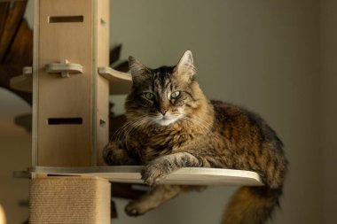 Ev kedisi pencere ışığında ağaçların üzerinde uzanıyor.