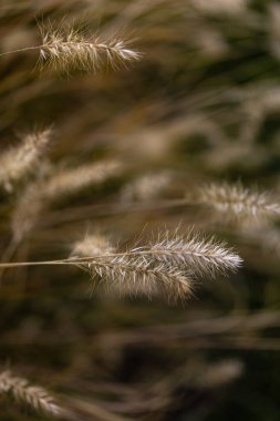 Sonbaharda, arka planda bulanık olan fıskiyenin tuhaf yakın çekimi.