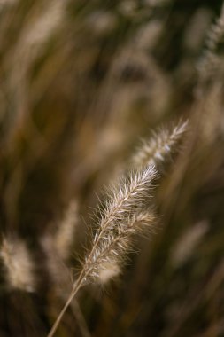 Sonbaharda, arka planda bulanık olan fıskiyenin tuhaf yakın çekimi.