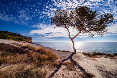 Sahil Yolu 'ndaki Ağaç Silueti
