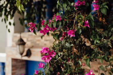 Bougainvillea Çiçekleri Fas 'ın kıyı kasabasında bir duvarda büyüyor.
