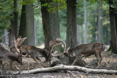 Dama dama ve yılın önemli bir dönemi