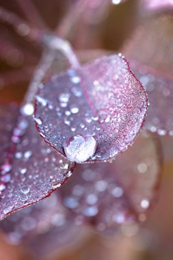 Üzerinde su damlaları olan koyu kırmızı şarap yaprağı.